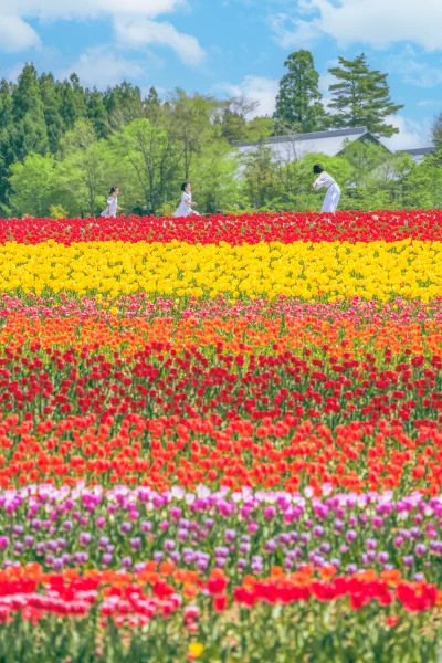 チューリップ８重奏