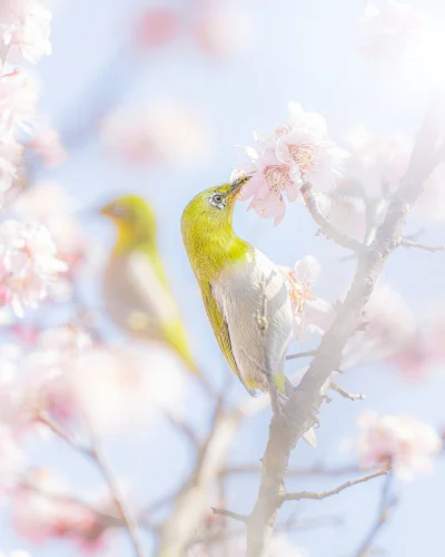 桜と鳥